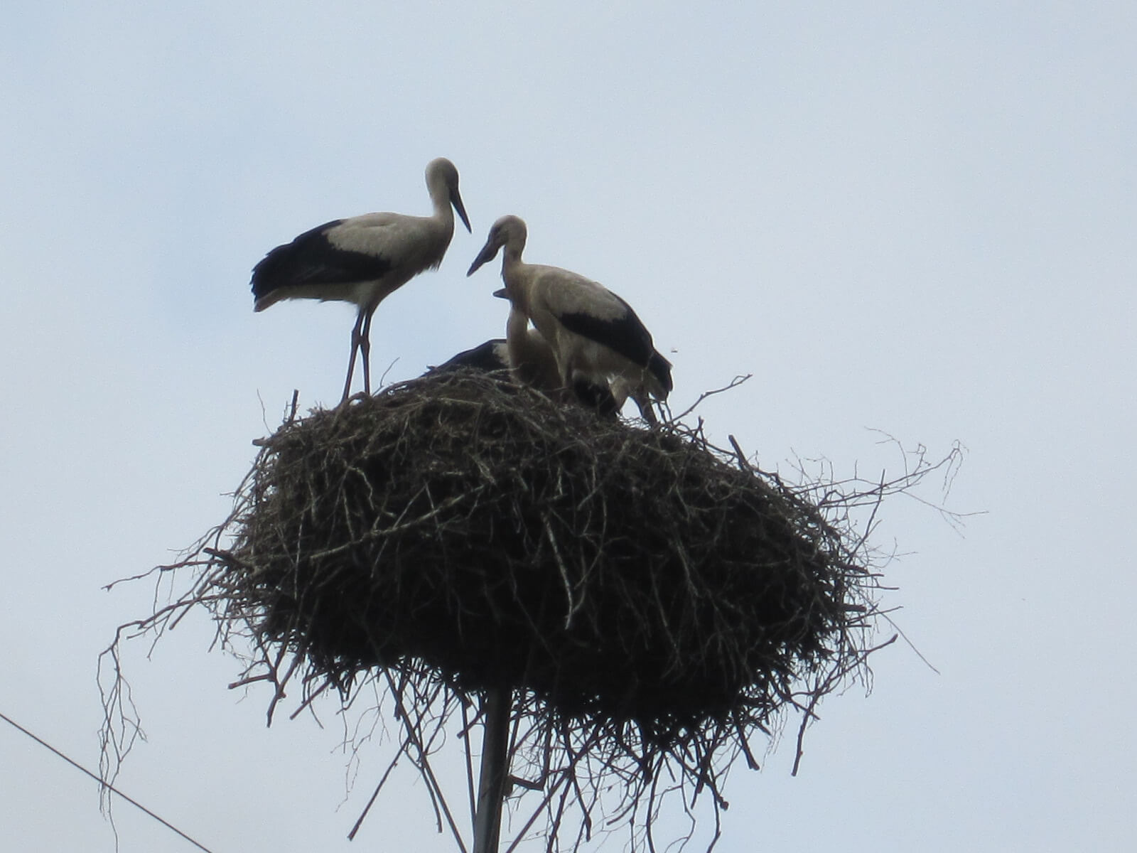Stork nest Lithuania