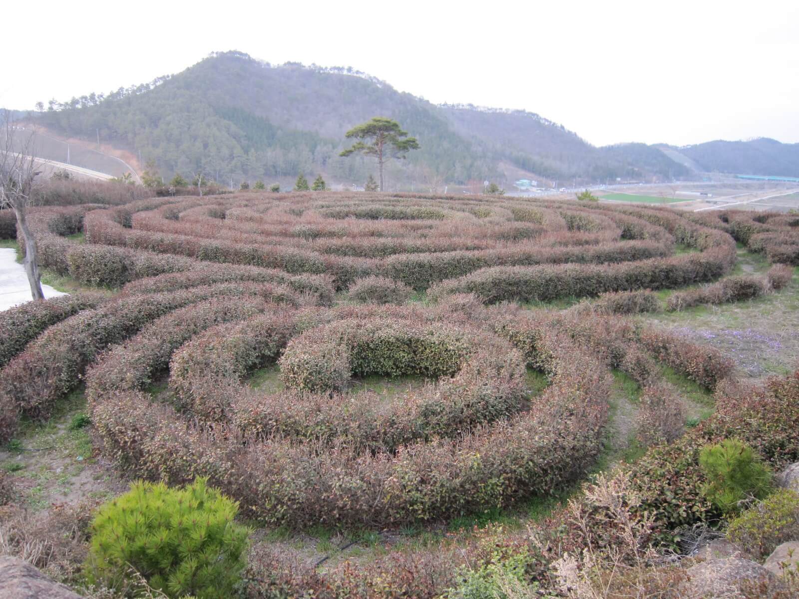 Tea fields, South Korea