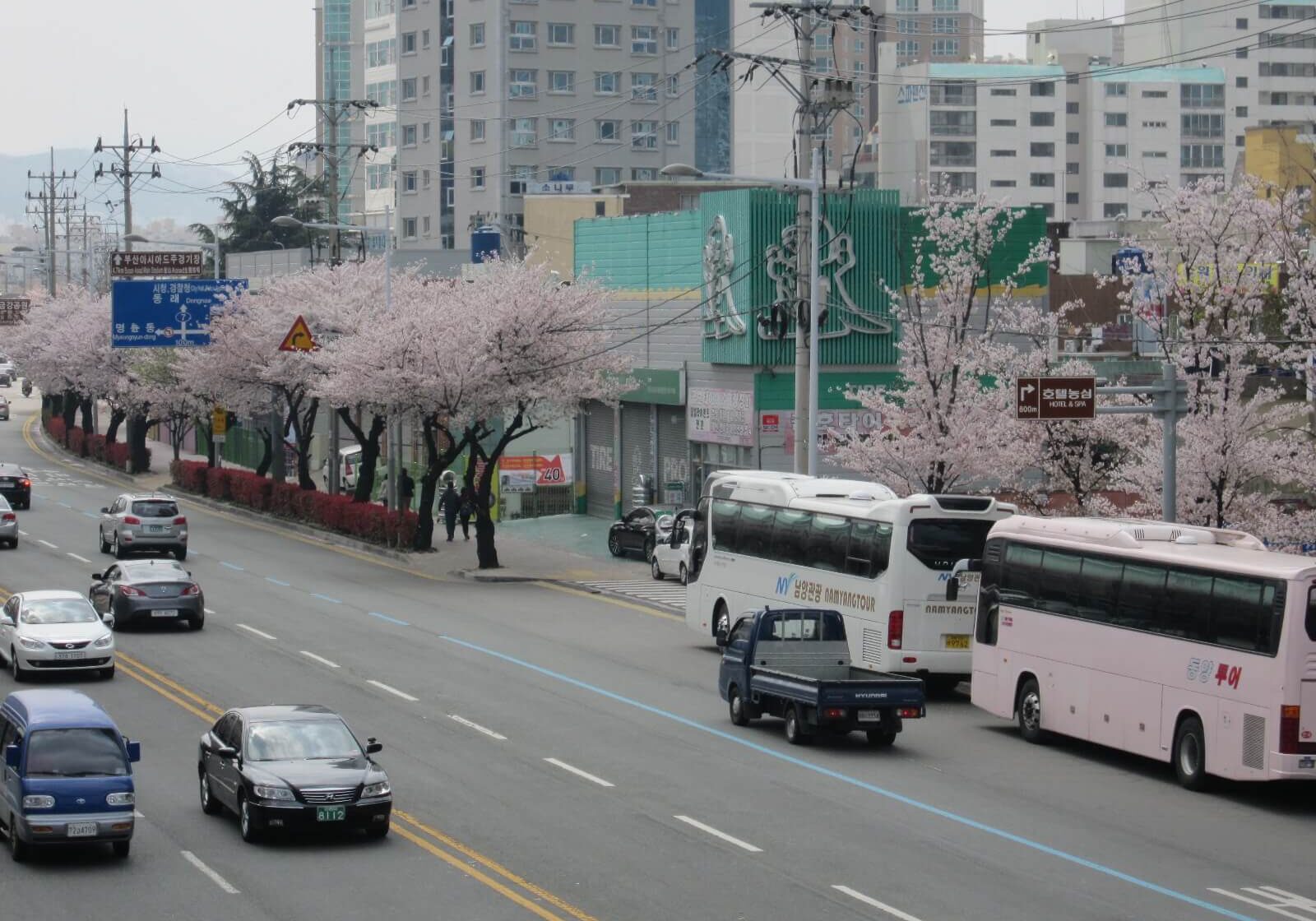 Cherry blossom on Busan street